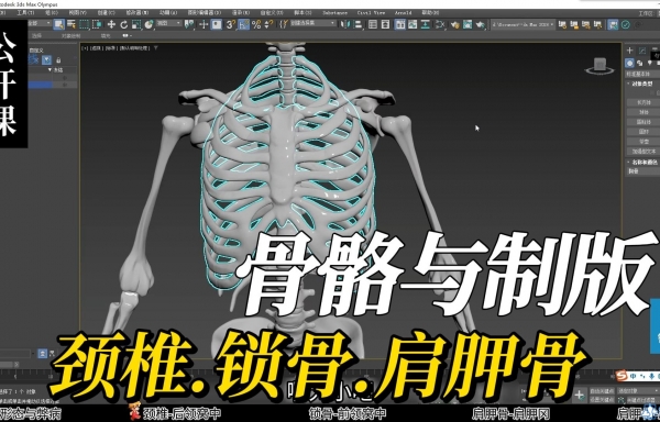 1.脊柱区域-第七脊椎骨-锁骨-肩胛骨对于体型和服装结构