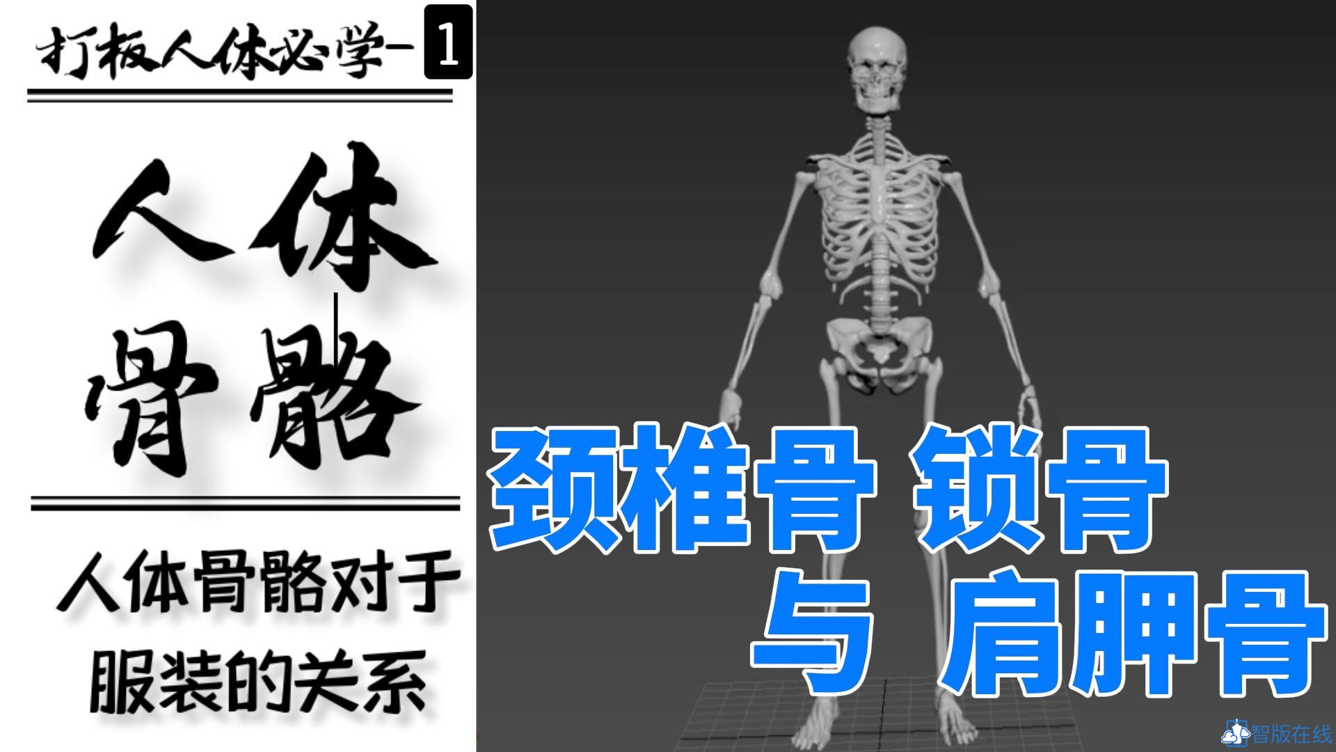 1.脊柱区域-第七脊椎骨-锁骨-肩胛骨对于体型和服装结构关系